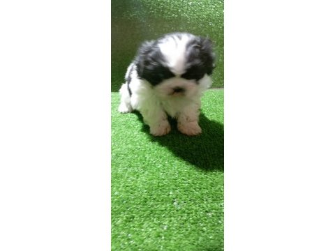 Dişi shih tzu bebeğim