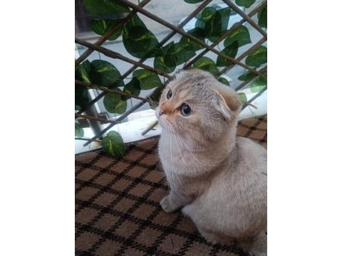 Scottish fold kedimize sıcak yuva arıyoruz