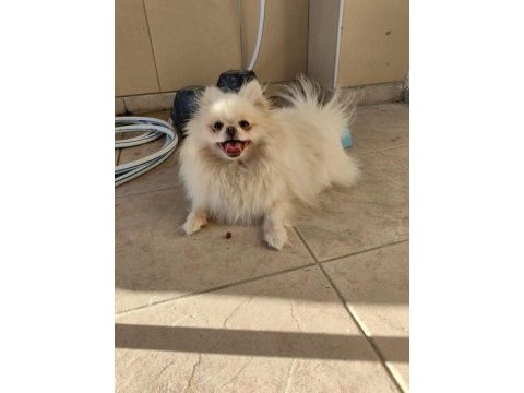 Pomeranian yavrularımız