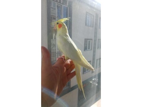 Lutino sultan papağanı dişi hazır