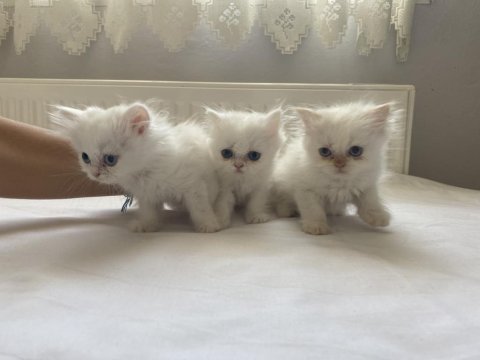 İran kedisi yavruları