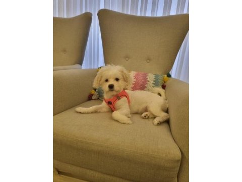 4 aylık aşılı tuvalet eğitimli dişi maltese terrier