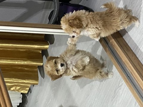 4 aylık erkek maltipoo