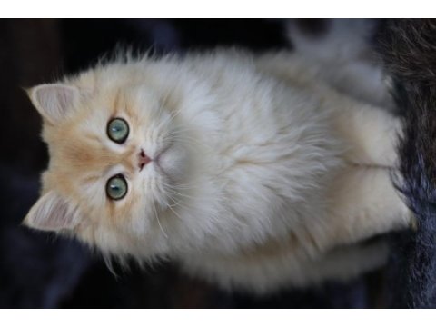 British longhair erkek kedimiz
