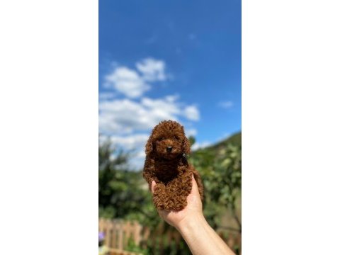 Toy poodle yavrularımız