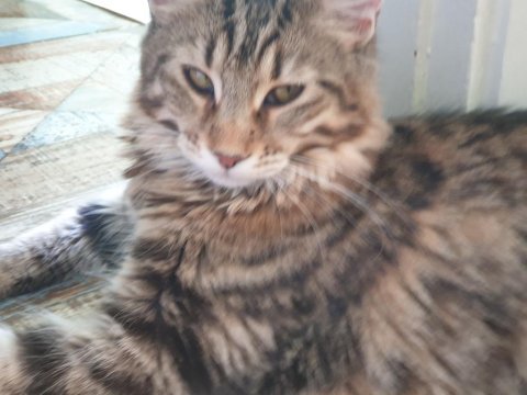 Main coon üreticiden kediler
