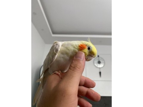 Konuşan lutino sultan papağanı