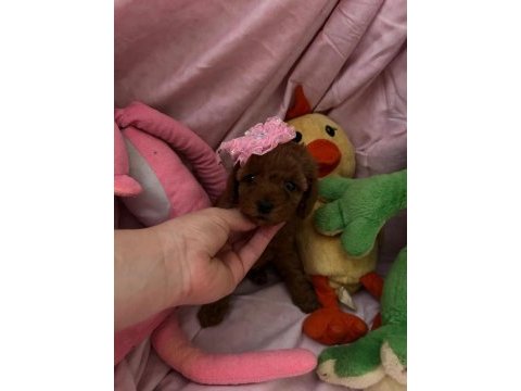 Toy poodle bebekleri