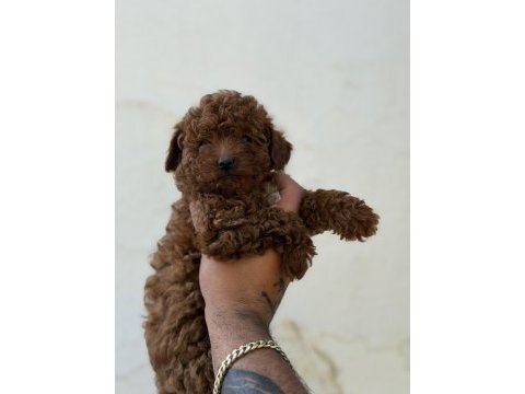 Erkek ve dişi kg garantili toy poodle bebekler
