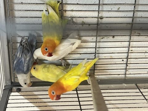 Rengarenk takım ve yavru cennet papağanlar
