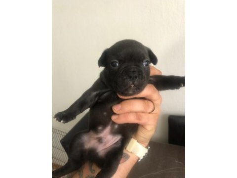 Black ve black merle french bulldog yavrularımız
