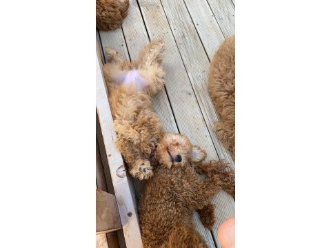 Yavru poodle