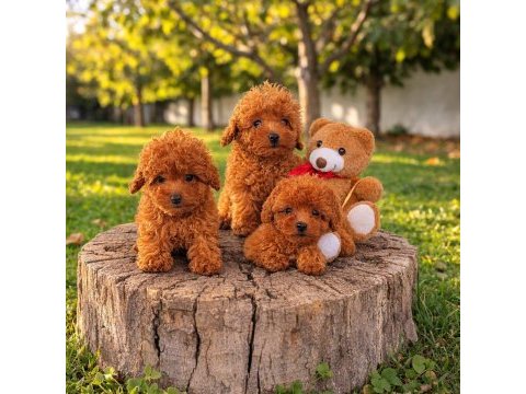 Müthiş rakamlara gerçek toy poodle yavrular