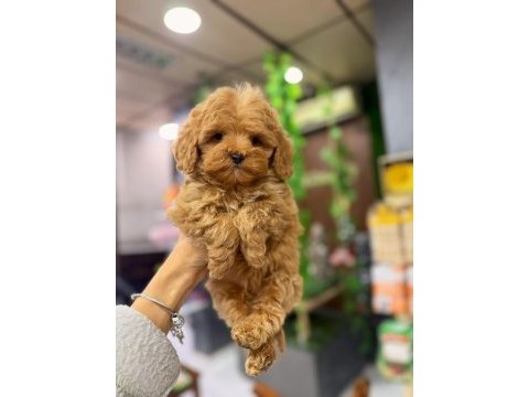 Erkek maltipoo köpeği