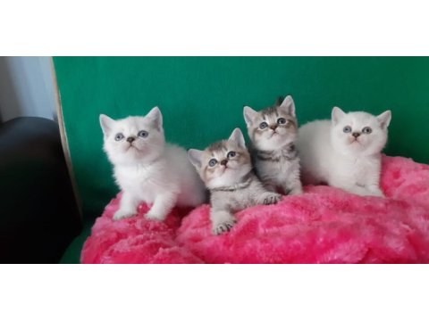 British shorthair çok oyuncu evcilmen yavrular