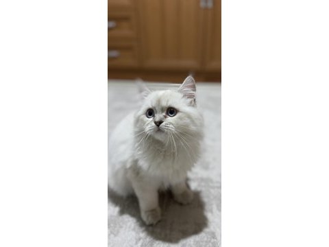 Oyuncu british longhair erkek