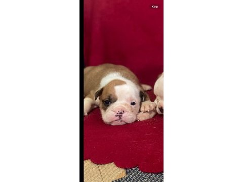 Orjinal ingiliz buldog bebekler