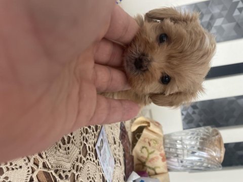 3 kg garantili maltipoo bebekler