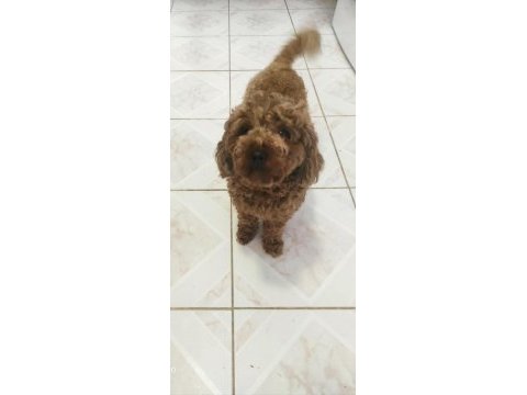 Mama karşılığı poodle