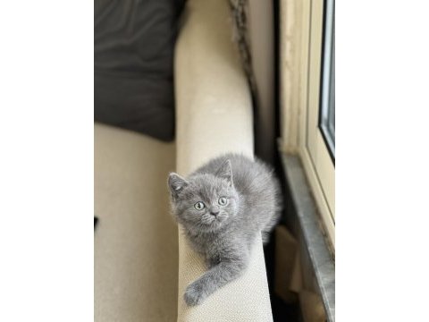 İnsan canlısı blue british shorthair yavrum