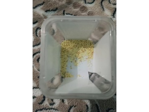 İpek böceği yumurtası