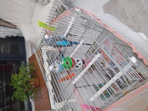 2 tane erkek muhabbet kuşu