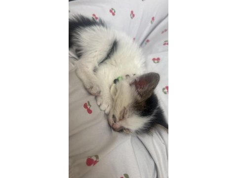 Kedimize ömür boyu yuva arıyorum