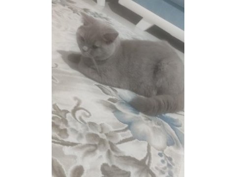 British shorthair erkek 7 aylık