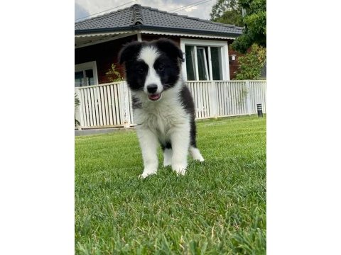 Border collie yavruları istanbul 