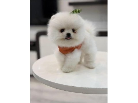 400 gr tam teacup boy orjinal beyaz pomeranian yavrumuz