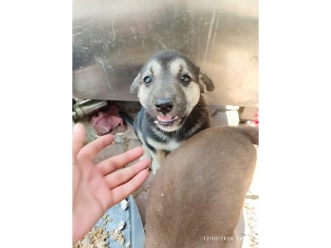 3 dişi yavru köpeğe yuva arıyorum