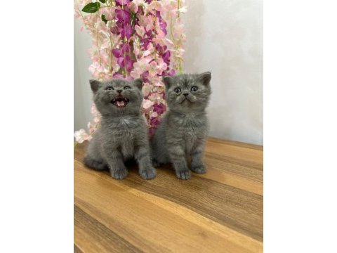 British shorthair kedimiz