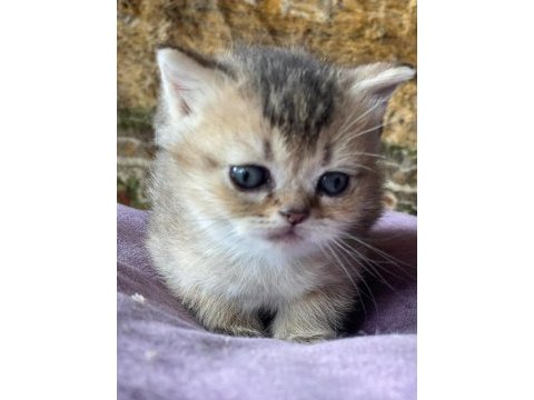Full orjinal black golden british shorthair