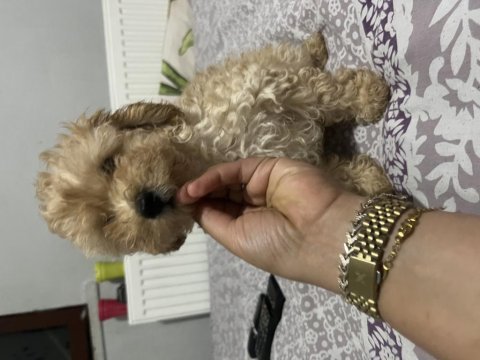 Erkek maltipoo bebeğimiz