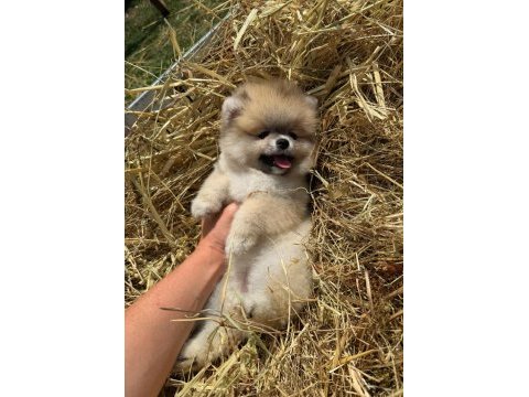 Portakal gibi turuncu pomeranian boo