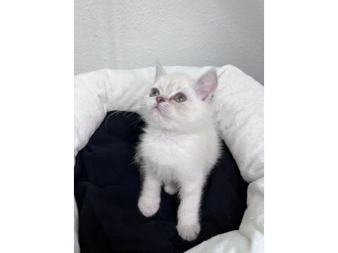 Exotic shorthair ve scottish fold bebekler