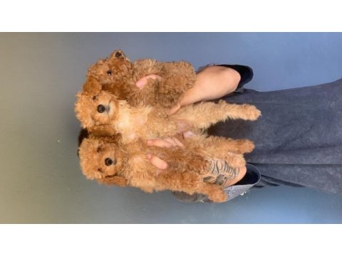 Burkem çiftliğimizden safkan toy poodle