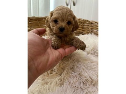 Tea cup poodle bebeler