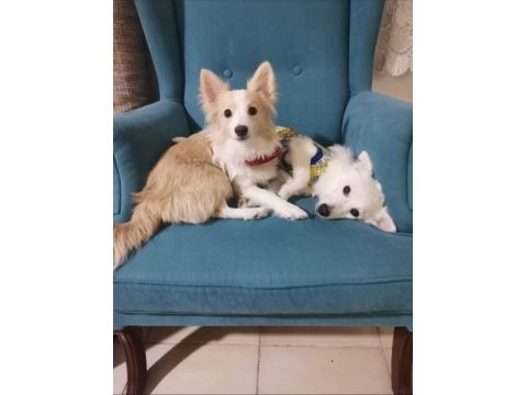 Pomeranian japon spitz kardeşler