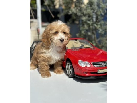 Mini maltipoo yavrularımız