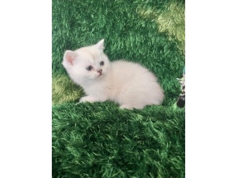 British shorthair safkan