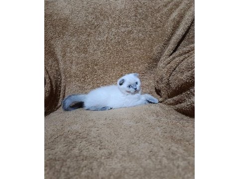 Scottish fold shorthair bluepoint kızımız