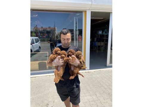 Shoooowww kalite toy poodle yavrular ankara mağaza