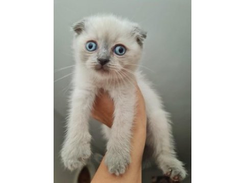 2 aylık bu sevimli scottish fold