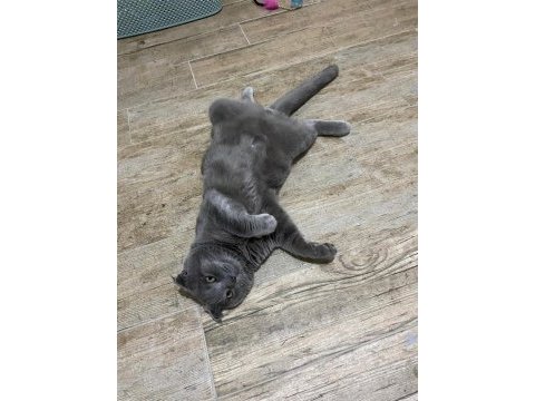 7 aylık erkek british shorthair kedimiz
