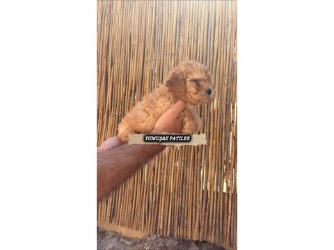 Sevimli ırk toy poodle