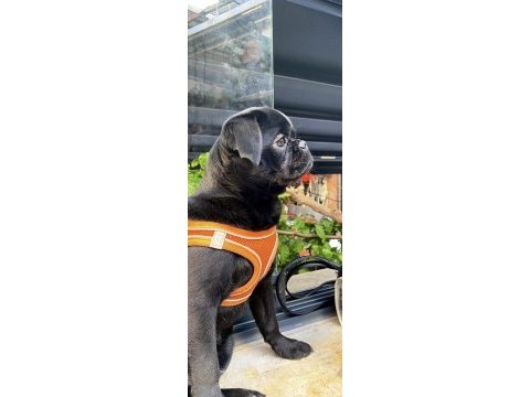 Siyah pug köpeğime ömürlük yuva arıyorum