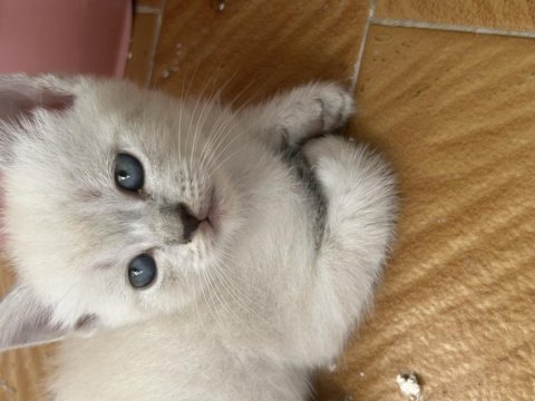 Sevimli dostlar scottish fold