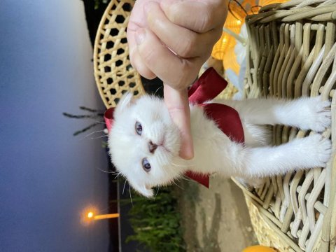 Scottish fold beyaz tüy mavi göz yavru kedi