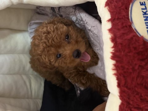 Sevimli toy poodle yavrumuz sahibini bekliyor
